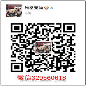 郑州哪里有卖吉娃娃吉娃娃长多大大眼睛吉娃娃