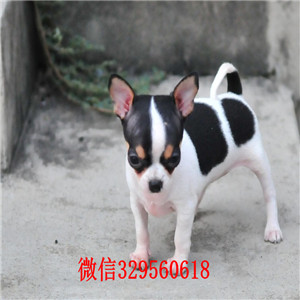 奉节哪里有卖吉娃娃吉娃娃长多大哪里有卖吉娃娃的小体吉娃娃