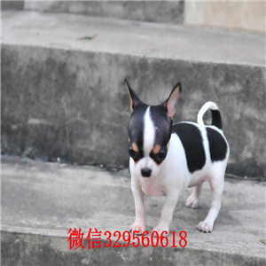 巴音郭楞哪里有卖吉娃娃吉娃娃幼犬出售黑色吉