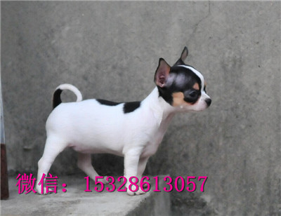 合肥哪里有卖吉娃娃 纯种苹果头吉娃娃多少钱 赛级小体型吉娃娃幼犬图片