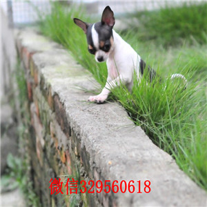 万州哪里有卖纯种吉娃娃吉娃娃多少钱一只黄色