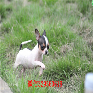 兴安盟哪里有卖纯种吉娃娃小体吉娃娃多少钱白