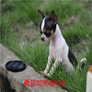 九龙坡哪里有卖吉娃娃小体吉娃娃多少钱黑白花