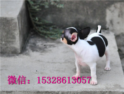 成都哪里有卖吉娃娃 纯种吉娃娃多少钱 赛级苹果头吉娃娃幼犬