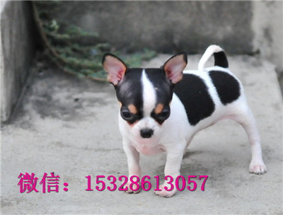 合肥哪里有卖吉娃娃 纯种苹果头吉娃娃多少钱 赛级小体型吉娃娃幼犬图片