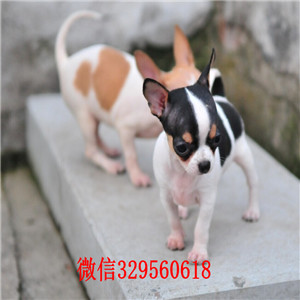 牡丹江哪里有卖纯种吉娃娃吉娃娃多少钱一只苹