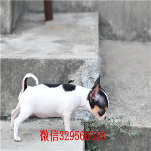 大渡口哪里有卖纯种吉娃娃茶杯吉娃娃多少钱黑