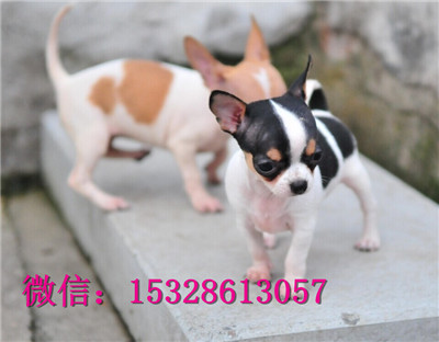 郑州哪里有卖吉娃娃 纯种吉娃娃幼犬多少钱 健康苹果头吉娃娃 茶杯吉娃娃图片