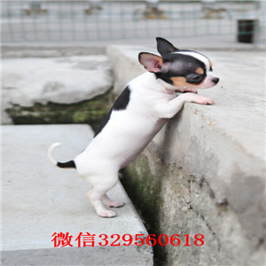 潼南哪里有卖纯种吉娃娃吉娃娃幼犬出售黑白花