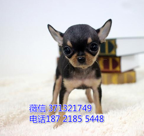 吉娃娃犬出售，铁包金色吉娃娃狗狗，狗场繁殖 郑