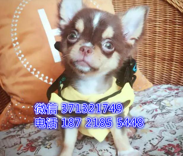 吉娃娃出售大连犬舍繁殖吉娃娃狗狗，袖珍犬吉娃