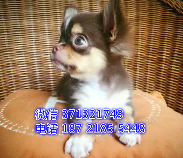 吉娃娃出售大连犬舍繁殖吉娃娃狗狗，袖珍犬吉娃娃狗狗