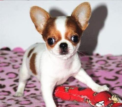 郑州宠物狗犬舍出售纯种吉娃娃犬 网上哪里有