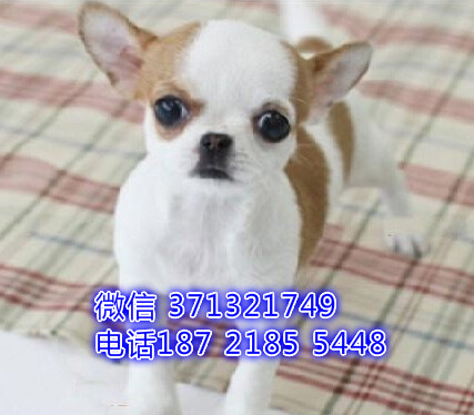 无锡犬舍出售宠物狗狗 无锡狗场 无锡吉娃娃犬