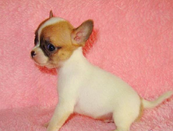 沈阳宠物狗狗犬舍出售吉娃娃犬 哪里有买狗卖