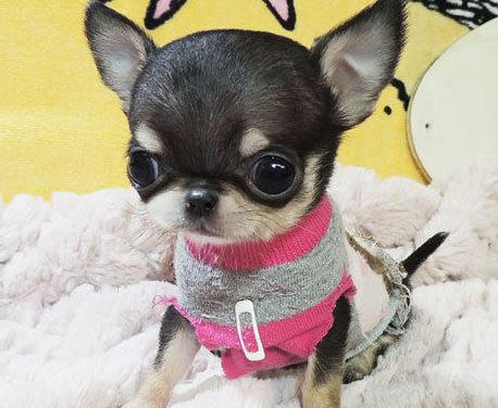 周口犬舍出售纯种吉娃娃犬宠物狗市场在哪卖狗