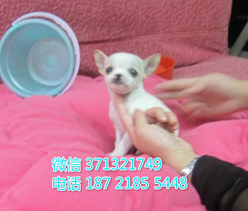 大连犬舍出售 吉娃娃犬幼犬狗狗 大连狗场在哪里 特价宠物