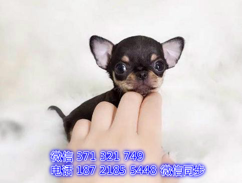 苏州特价吉娃娃犬出售纯种幼犬 苏州哪里有犬舍