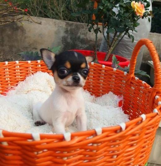 黄石宠物狗犬舍直销吉娃娃犬 狗市场在哪 网上