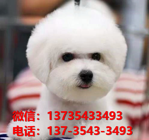 襄樊犬舍 纯种比熊犬买卖 狗市场在哪 网上哪