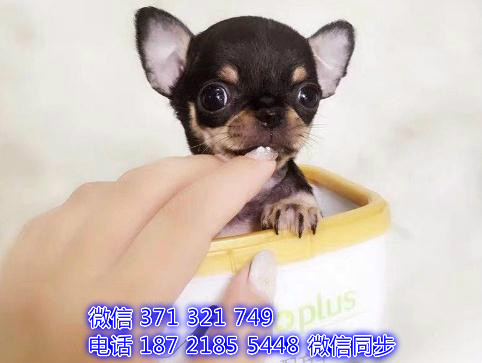 合肥特价 吉娃娃犬纯种幼犬出售 合肥哪里有卖宠物狗狗
