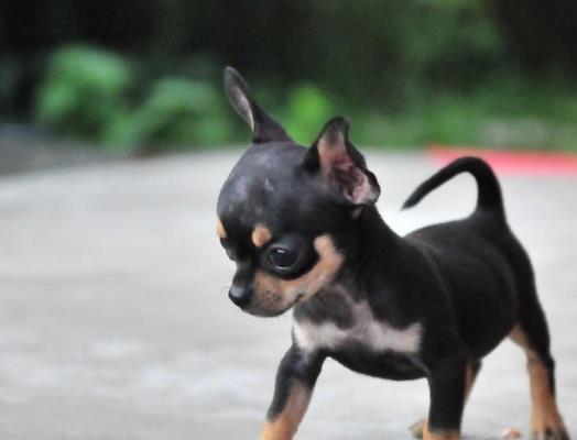 宁波宠物狗狗犬舍出售吉娃娃犬 哪里有买狗卖