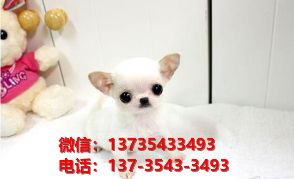 郑州犬舍 哪里有宠物狗领养 狗市场在哪 网上卖狗买狗信息