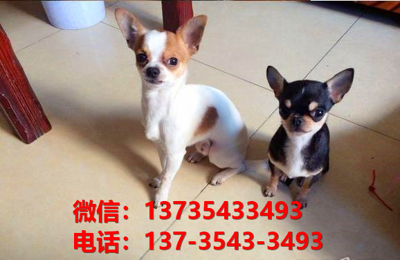 周口宠物狗犬舍直销吉娃娃犬 狗市场在哪 网上哪里有宠物狗领养