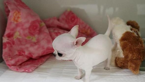 随州宠物狗犬舍直销吉娃娃犬 狗市场在哪 网上哪里有宠物狗领养