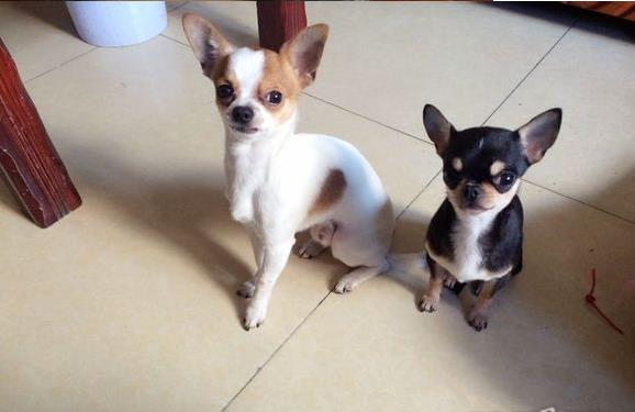 随州宠物狗犬舍直销吉娃娃犬 狗市场在哪 网上哪里有宠物狗领养