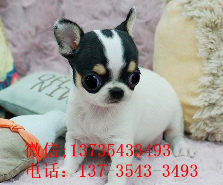 内蒙古宠物狗狗犬舍出售吉娃娃犬 哪里有买狗卖狗领养狗狗