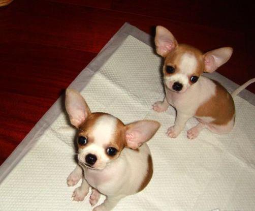 合肥犬舍 哪里有宠物狗领养 狗市场在哪 网上