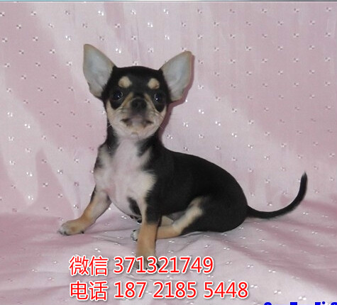 吉娃娃从黑色纯种幼犬，苹果头吉娃娃 宁波狗场