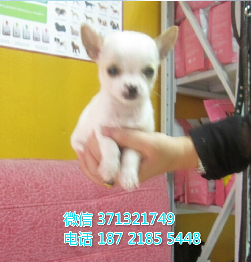 大连犬舍出售 吉娃娃犬幼犬狗狗 大连狗场在哪