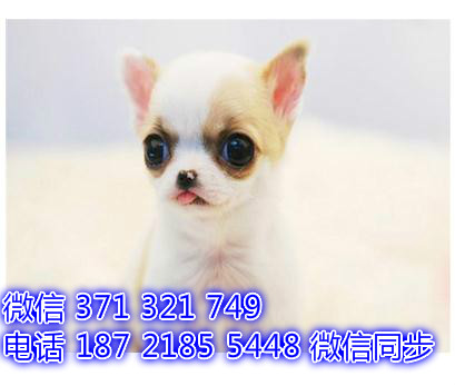 3全国发货 犬舍繁吉娃娃 出售纯种幼犬 包售后