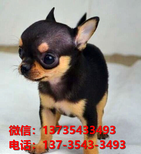 纯种吉娃娃犬出售 郑州宠物狗犬舍狗市场在哪里买狗 网上宠物狗哪里有领养