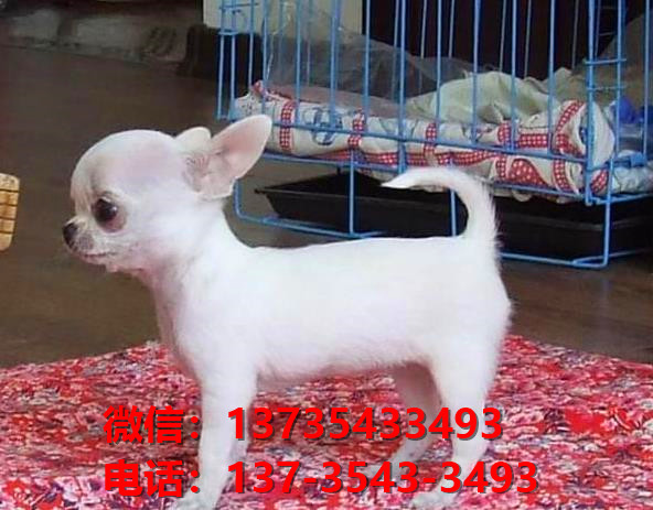 纯种吉娃娃犬出售 大连宠物狗犬舍狗市场在哪