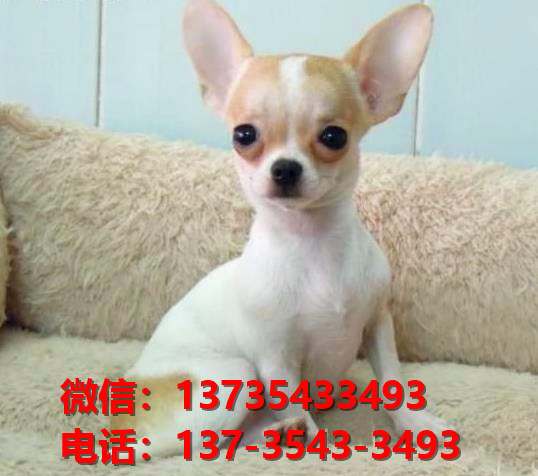 西安宠物狗狗狗 犬舍出售纯种吉娃娃犬宠物狗