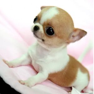 成都哪里有吉娃娃出售成都吉娃娃多少钱吉娃娃