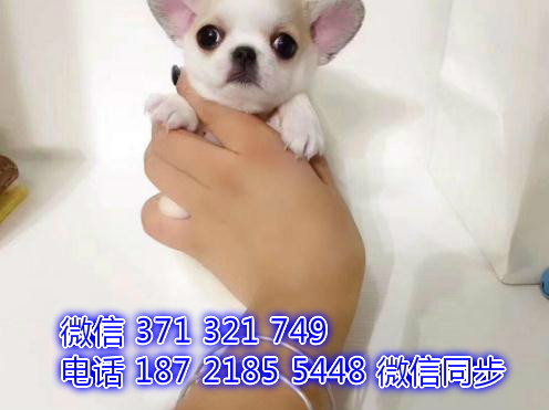 郑州 全国发货 犬舍繁吉娃娃 出售纯种幼犬 包售后堪