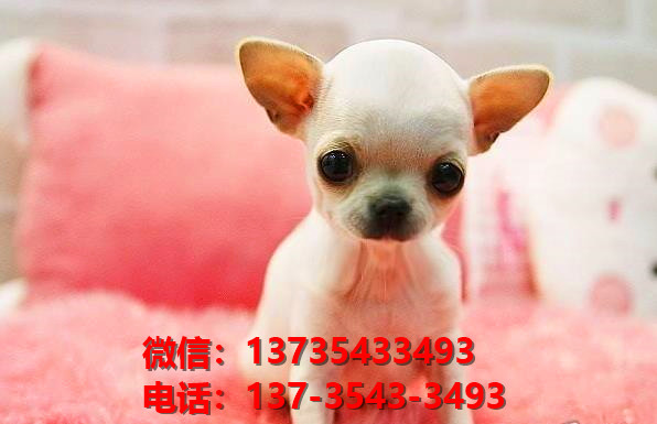 合肥宠物狗狗狗 犬舍出售纯种吉娃娃犬宠物狗市场在哪里卖狗买狗地方