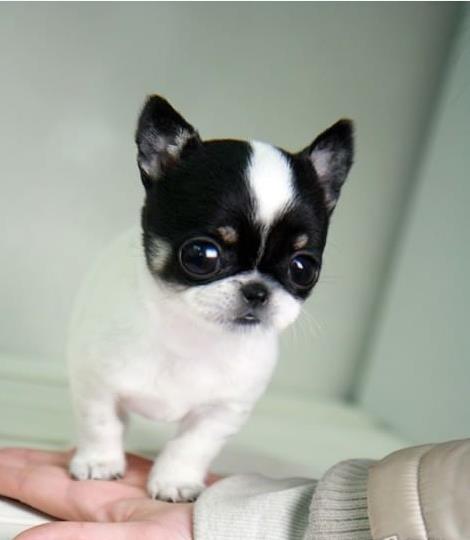 合肥宠物狗狗犬舍出售纯种吉娃娃犬宠物狗市场