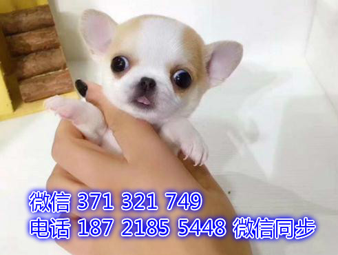 郑州 全国发货 犬舍繁吉娃娃 出售纯种幼犬 包售后堪