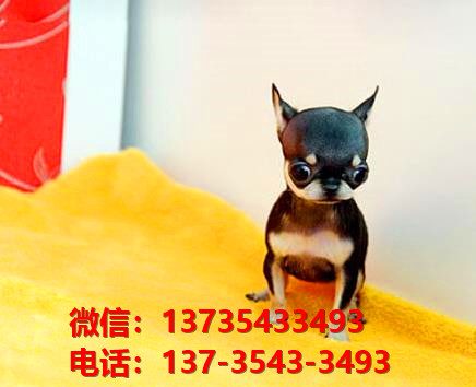 纯种吉娃娃犬出售 郑州宠物狗犬舍狗市场在哪