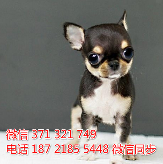 全国特惠吉娃娃纯种幼犬 支持上门 支持空运汽运 包健康泳