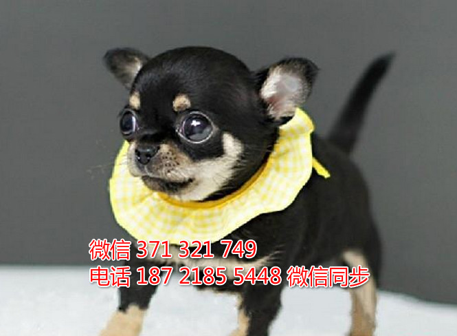 全国特惠吉娃娃纯种幼犬 支持上门 支持空运汽运 包健康哑