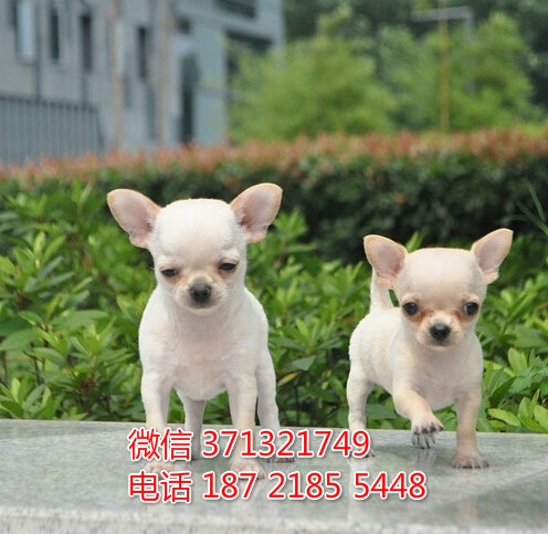 宠物狗狗吉娃娃幼犬 全国可以发货 犬舍繁殖飞