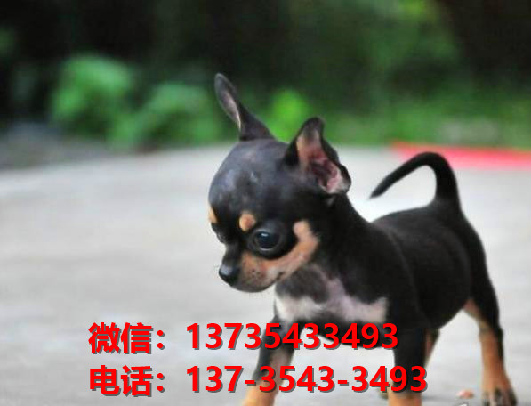 河南郑州附近哪里有宠物狗狗犬舍卖狗地方买狗