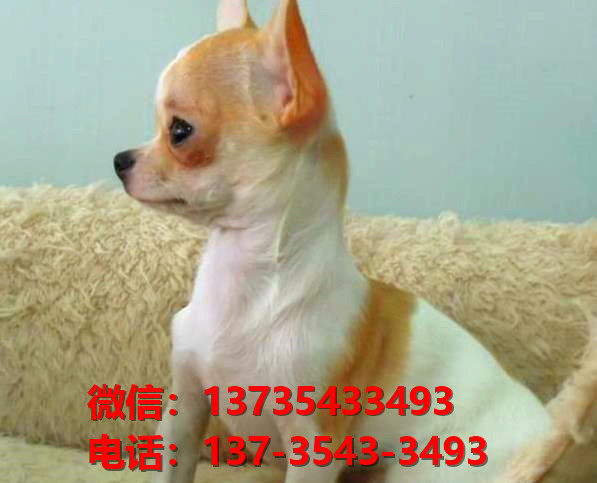 郑州宠物狗狗犬舍出售纯种吉娃娃犬幼犬正宗吉娃娃狗哪里有犬舍卖狗地方