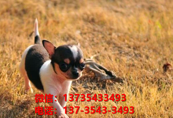 河南郑州附近哪里有宠物狗狗犬舍卖狗地方买狗纯种吉娃娃犬狗场在哪